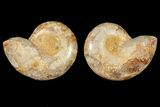 3.6" Cut & Polished Agatized Ammonite Fossil (Pair)- Jurassic - #131615-1